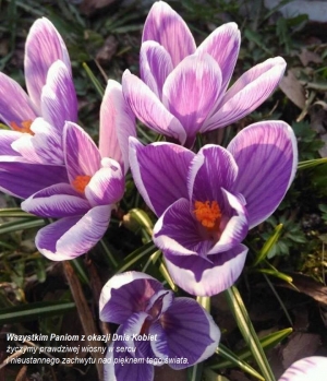 Najserdeczniejsze życzenia dla wszystkich Pań